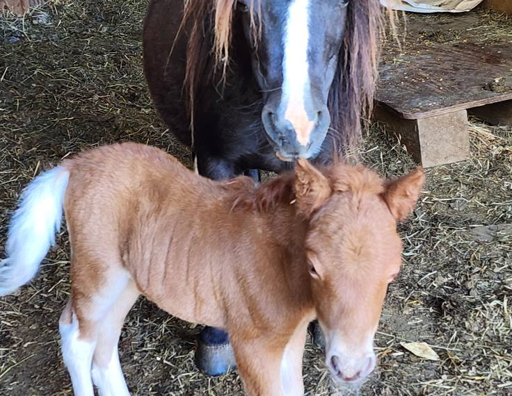 Big Time Pony Rides on July 4th!