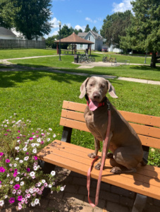 A well-trained dog visits one of Harmony's local parks - photo courtesy of Ladd K9
