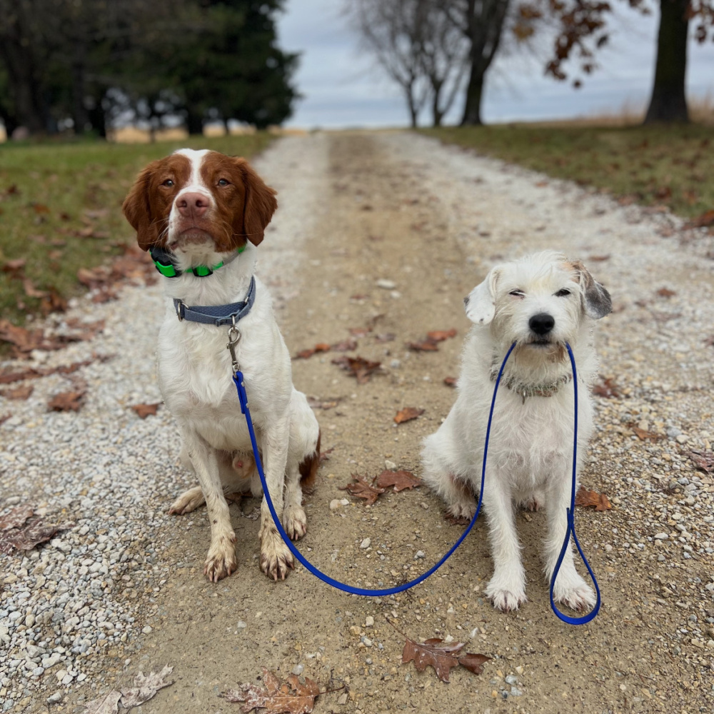 Dog-Friendly Harmony, MN