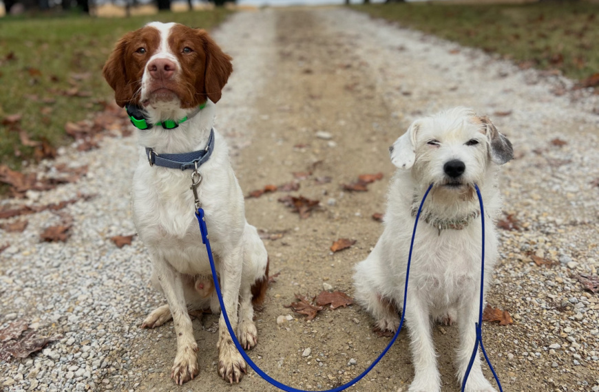 Dog-Friendly Harmony, MN