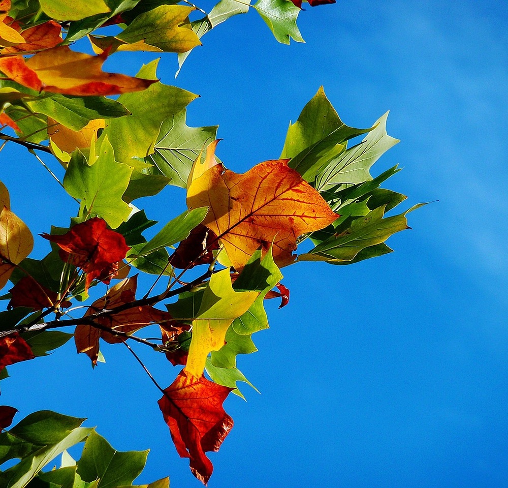 Small Town, Big Fall: Your 2026 Guide to Autumn in Harmony, Minnesota