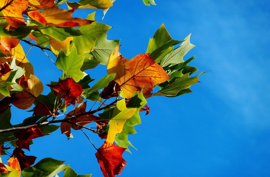 autumn, leaves, foliage, autumn leaves, autumn foliage, autumn colors, autumn season, fall foliage, fall leaves, fall colors, nature, autumn, autumn, autumn, autumn, autumn, leaves, autumn leaves, fall leaves